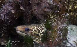 Image of Australian moray