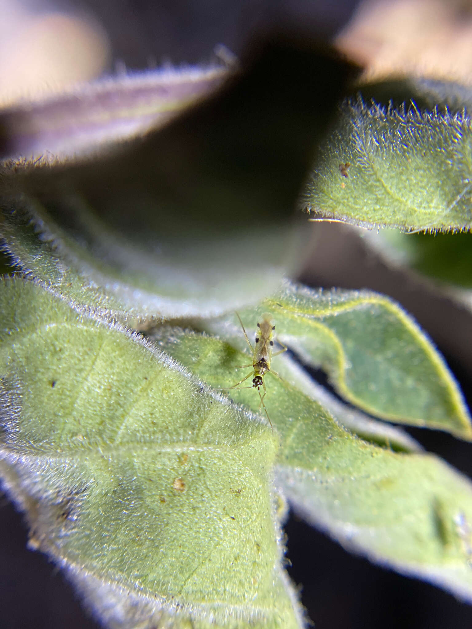 Image of Tupiocoris notatus (Distant 1893)