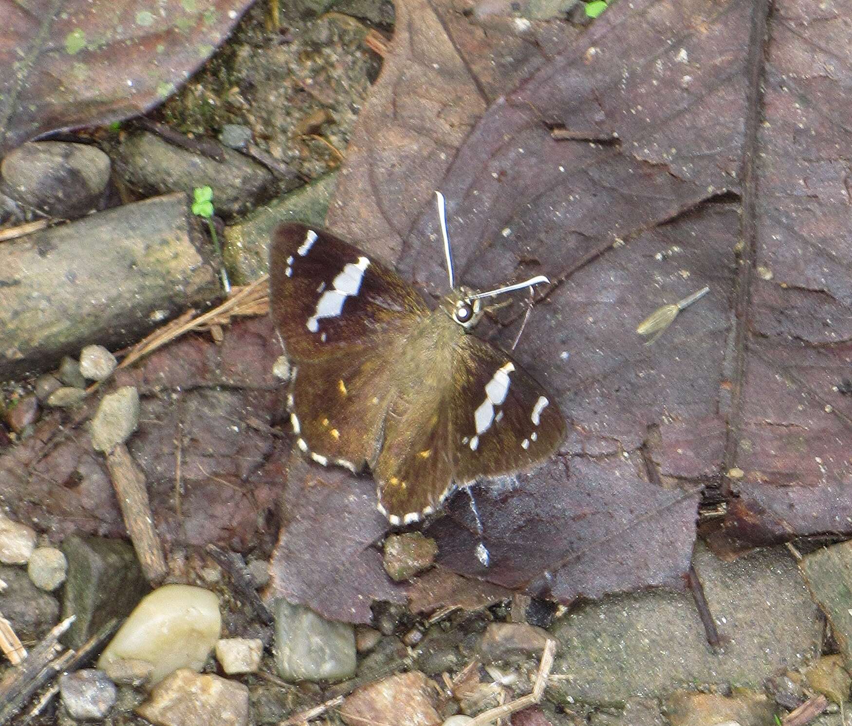 Celaenorrhinus leucocera Kollar 1848 resmi