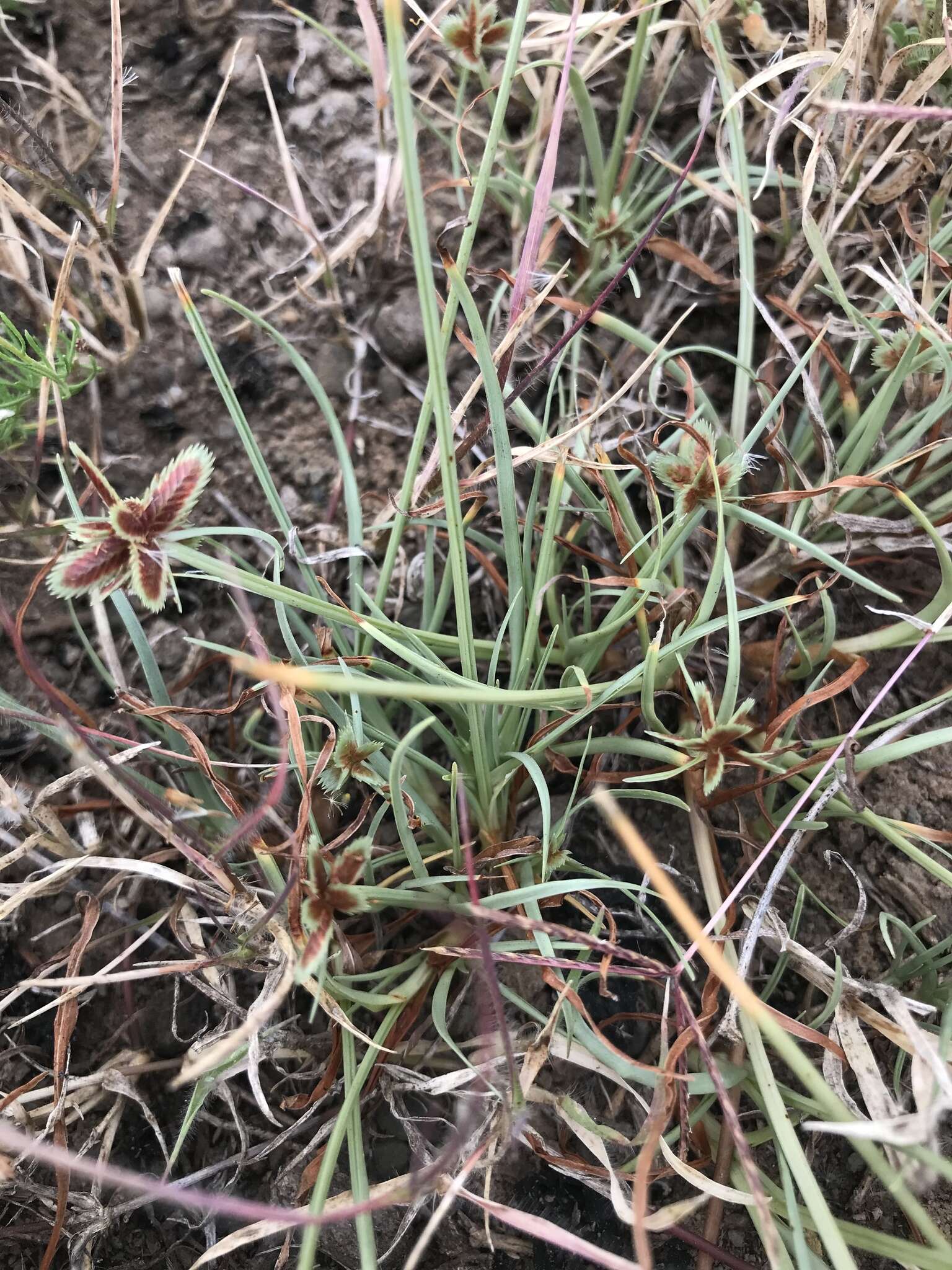 Image of Cyperus rubicundus Vahl