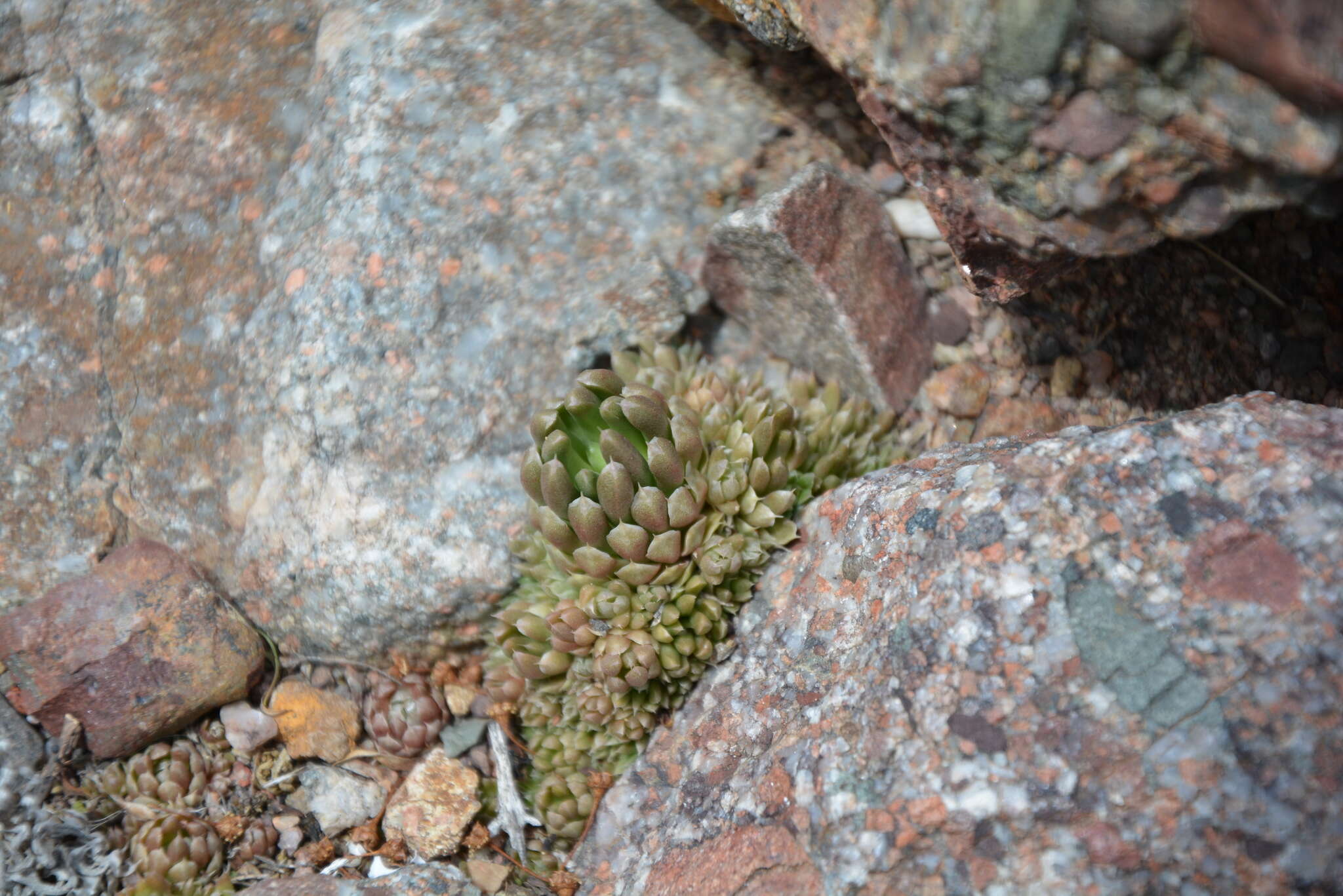 Image of Orostachys thyrsiflora (DC.) Fisch. ex Sweet