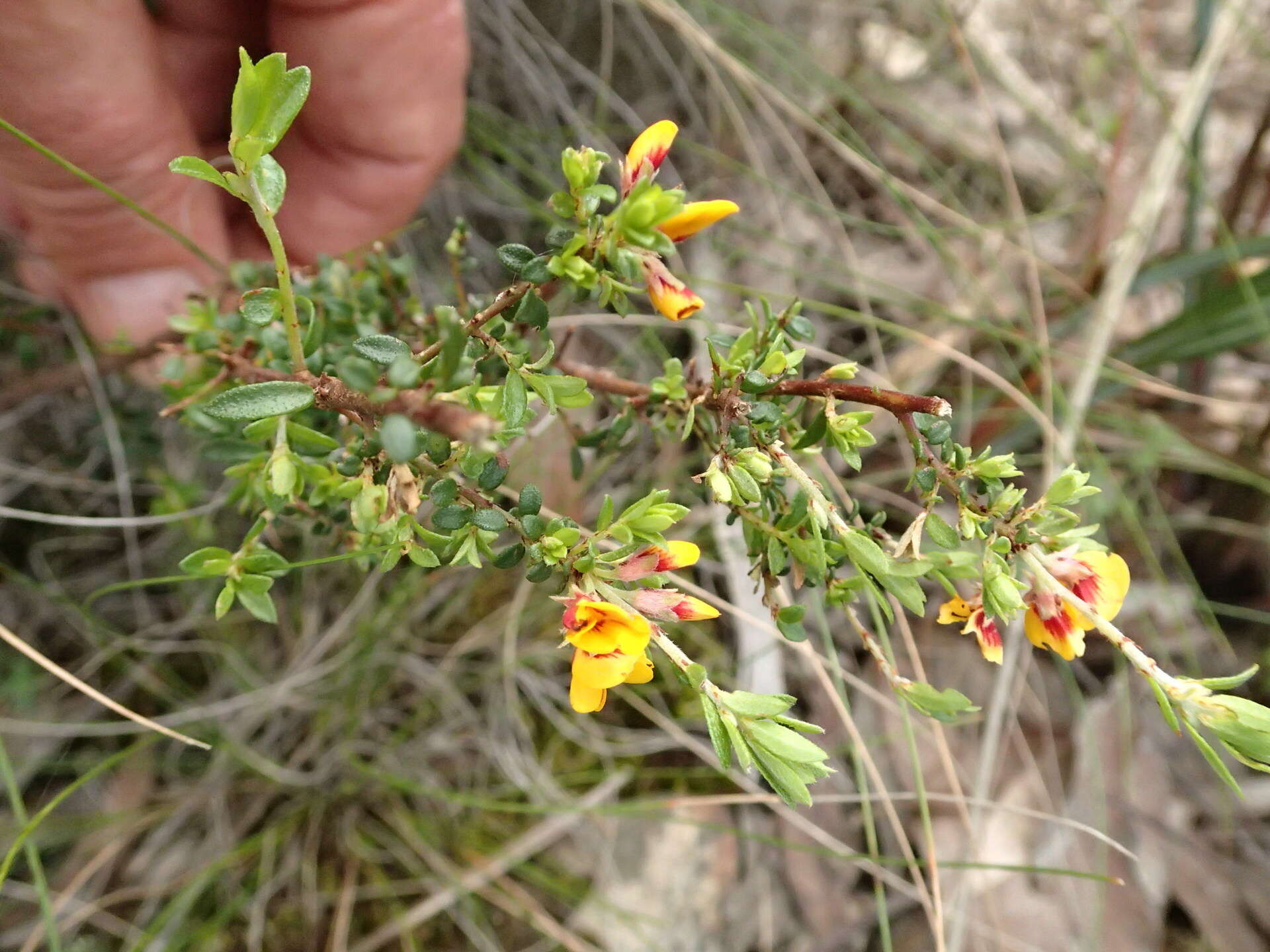 Image of Pultenaea gunnii subsp. tuberculata