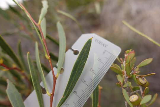 Acacia dodonaeifolia (Pers.) Balb. resmi