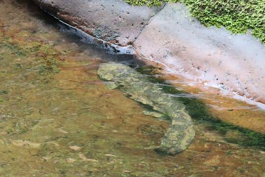 Image of Chinese giant salamander