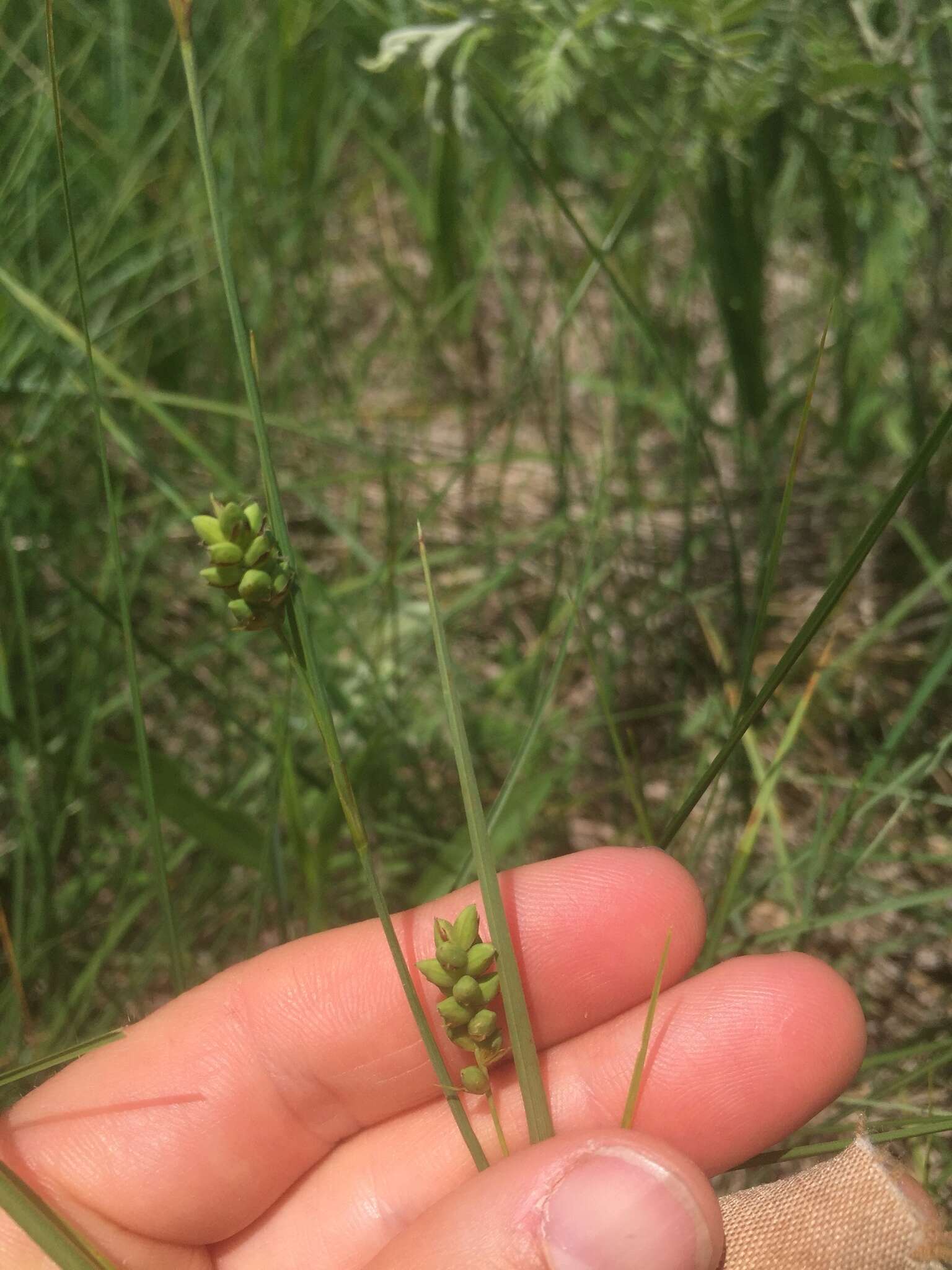 Image of Mead's Sedge