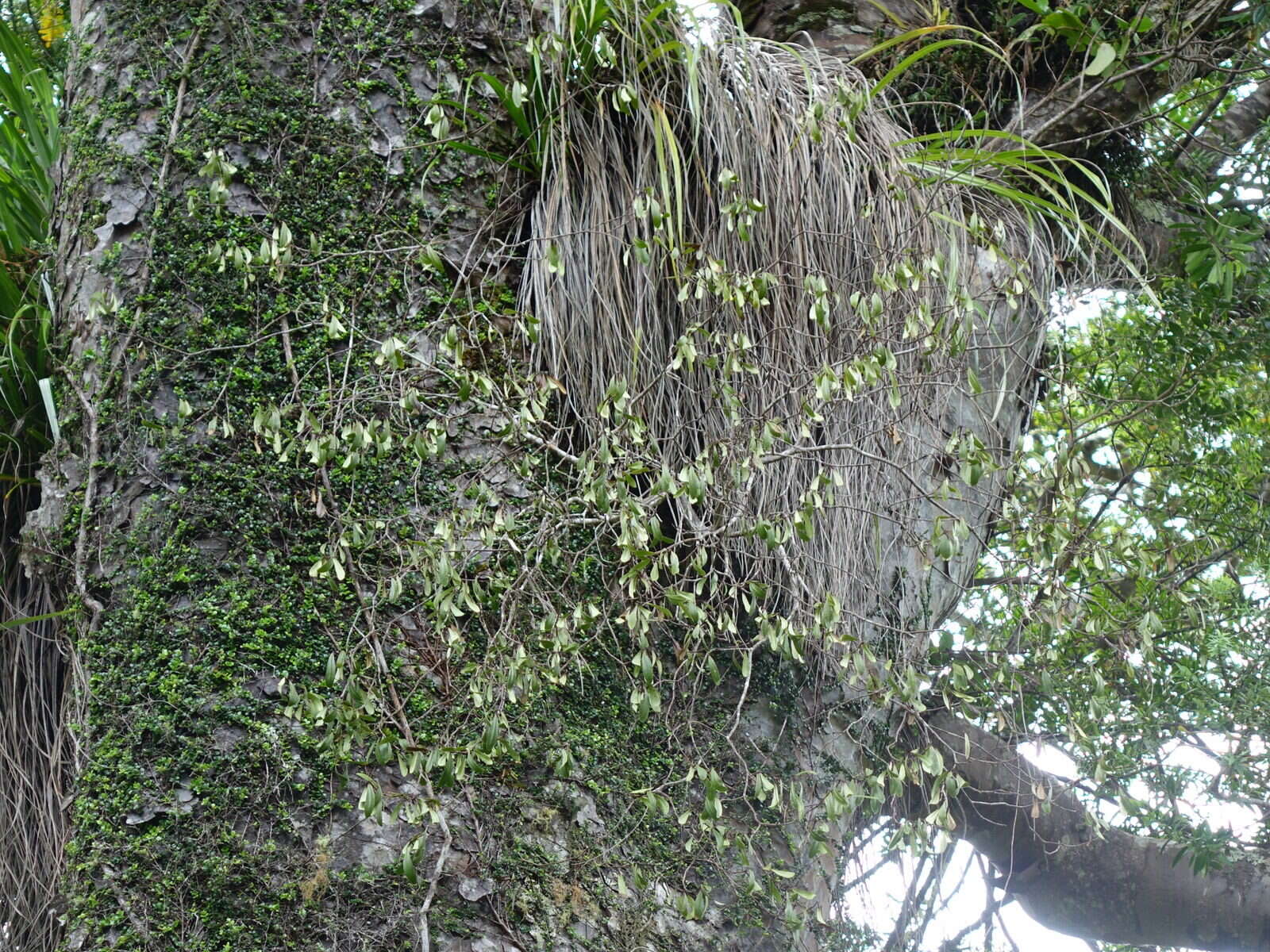 Image of Pittosporum kirkii Hook. fil. ex T. Kirk