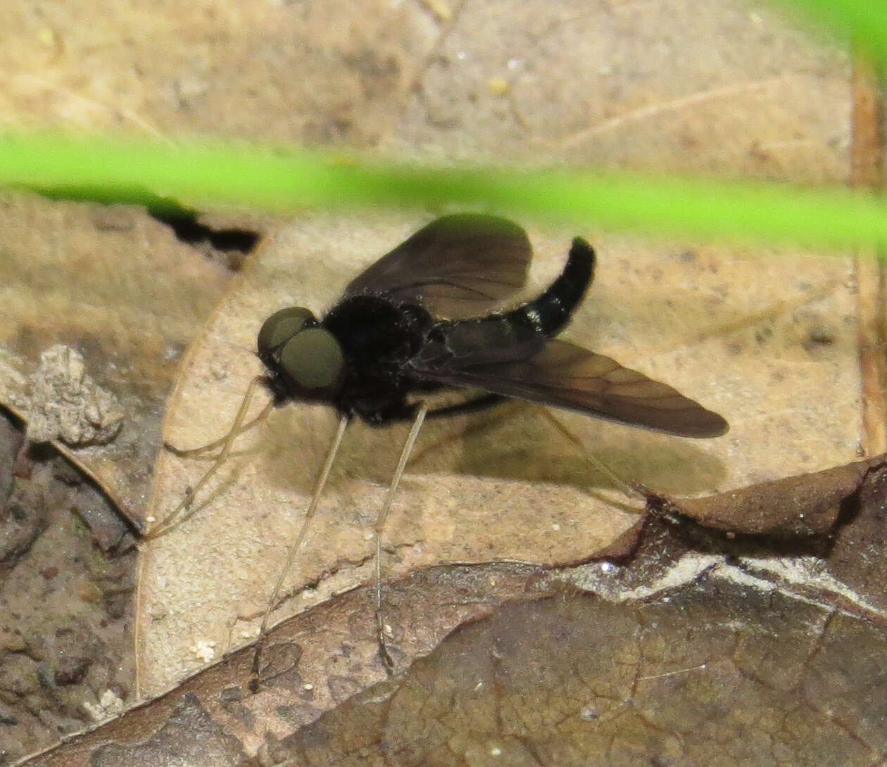 Image of Chrysopilus connexus Johnson 1912