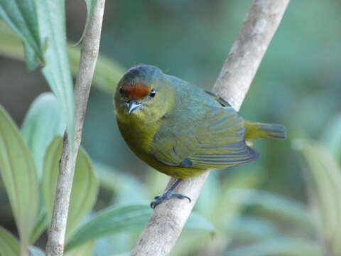 Image of Spot-crowned Euphonia