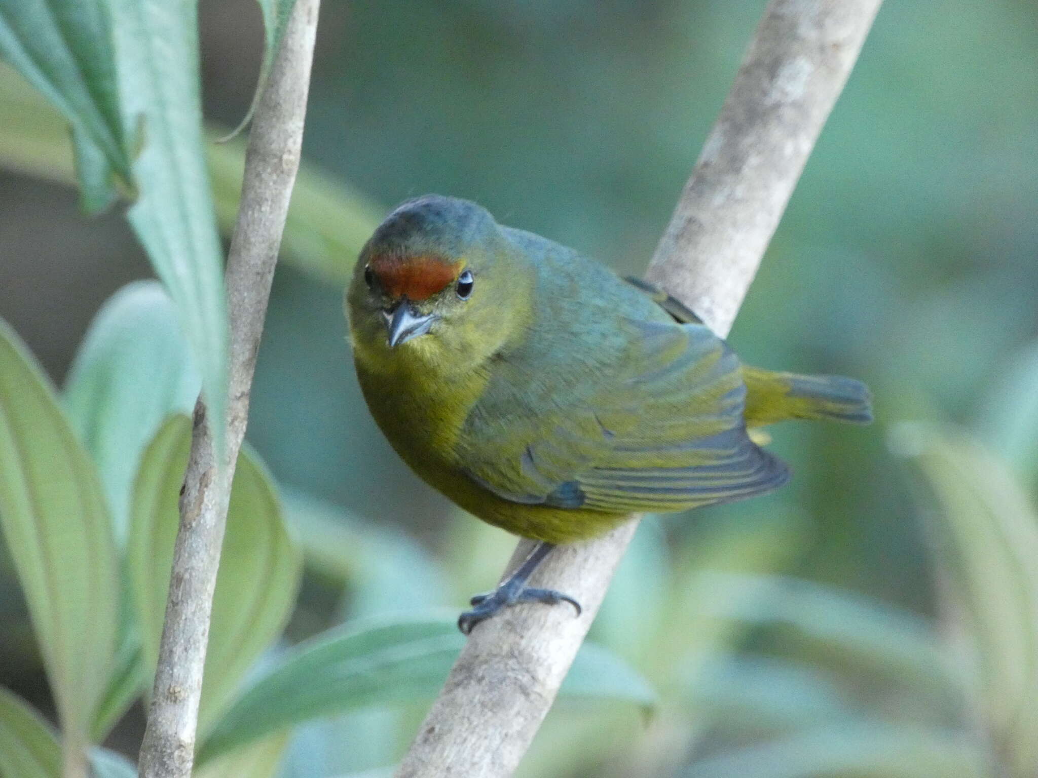 Imagem de Euphonia imitans (Hellmayr 1936)