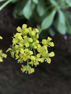 Image de Draba zionensis C. L. Hitchc.