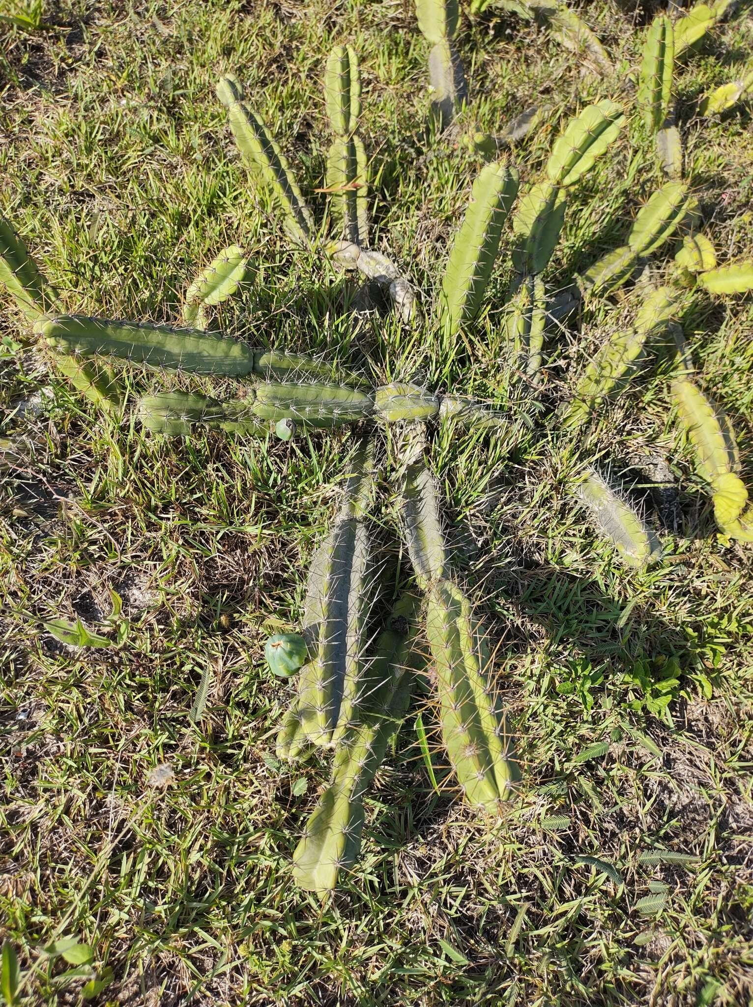 Image de Cereus fernambucensis subsp. fernambucensis