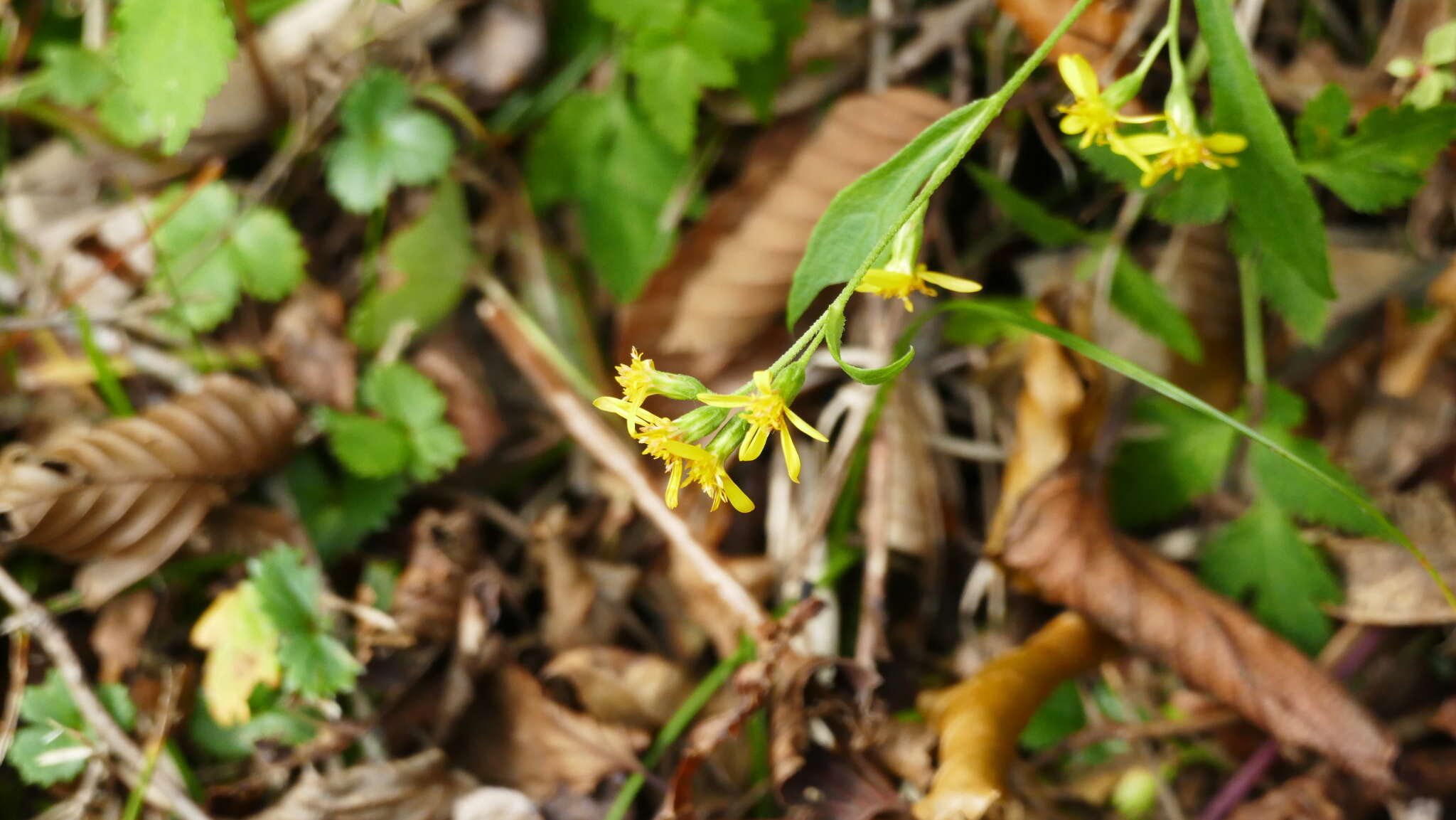 Image of Solidago virgaurea subsp. asiatica (Nakai ex Hara) Kitam. ex Hara