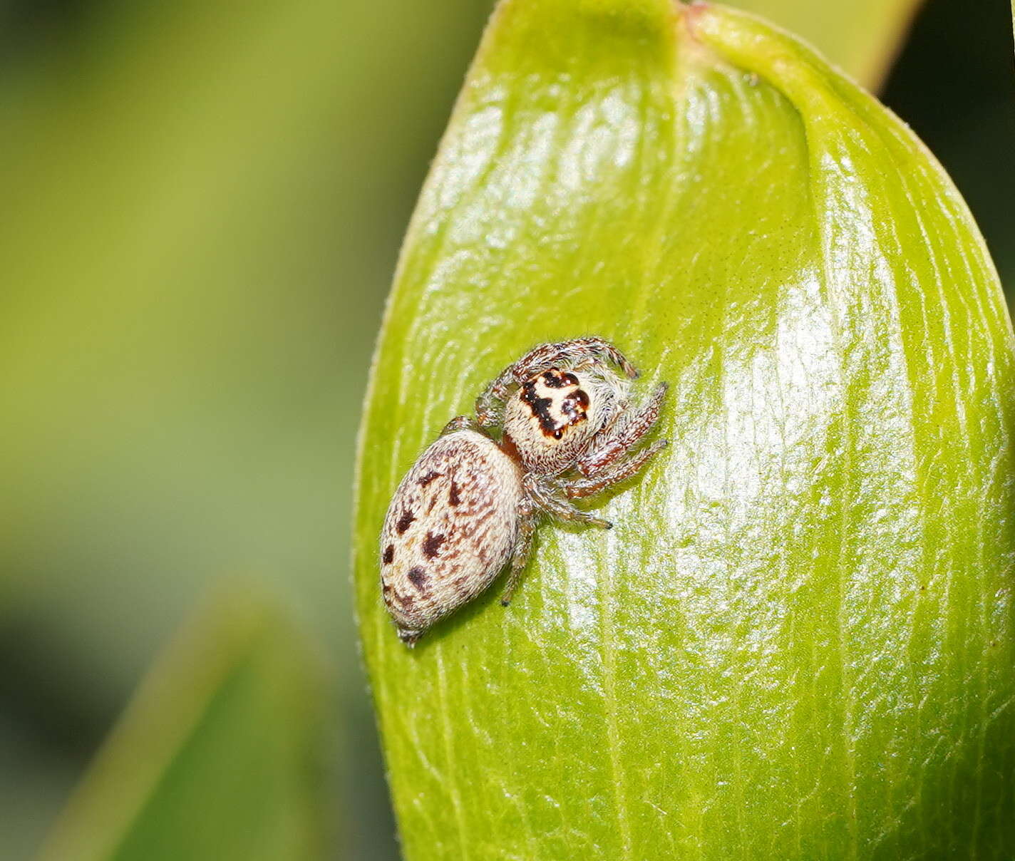 Image of Opisthoncus nigrofemoratus (L. Koch 1867)