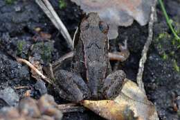 Image of Altai Brown Frog (Altai Mountains Populations)