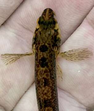 Image of Carolina Darter