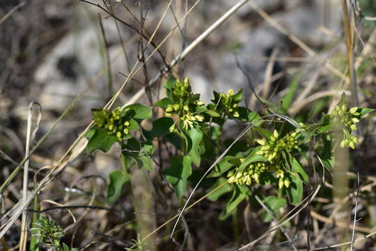 Image of Vincetoxicum hirundinaria subsp. adriaticum (G. Beck) Markgr.