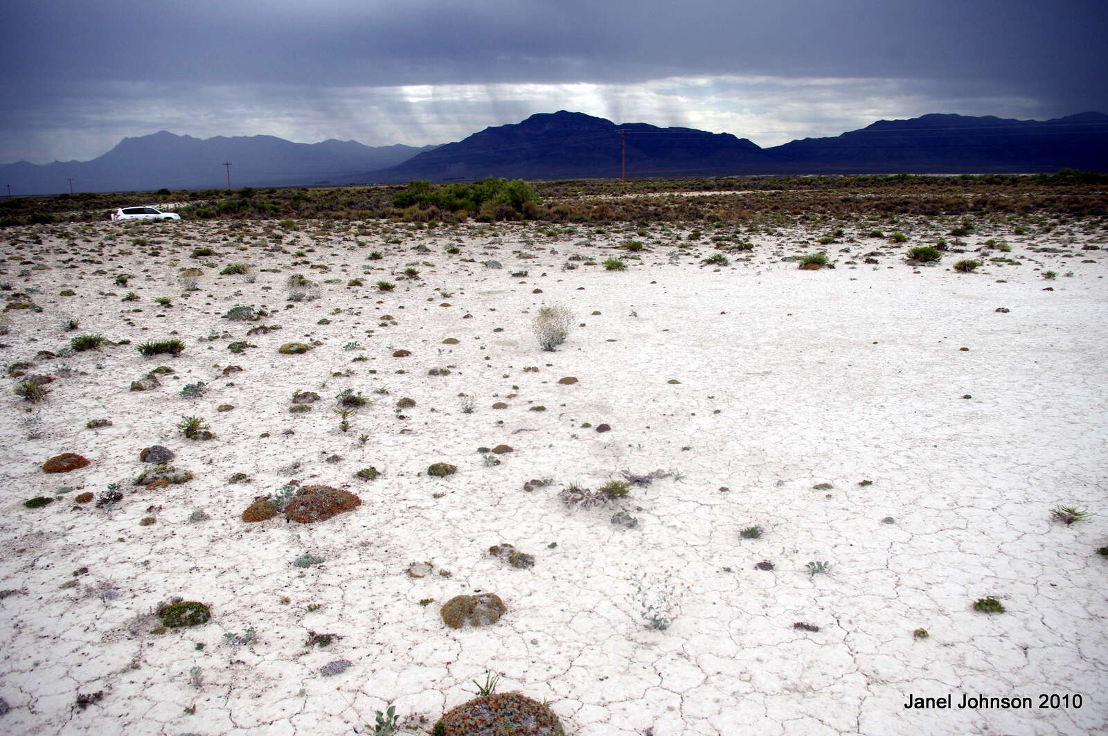 Image of Tiehm's blazing star