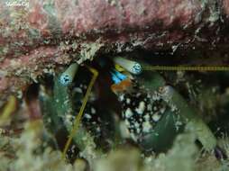 Image of green hermit crab