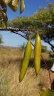 Image of Stereospermum euphorioides (Boj.) DC.