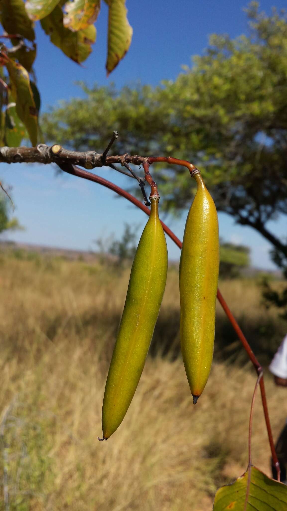 Image of Stereospermum euphorioides (Boj.) DC.