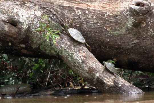 Image of Ringed Map Turtle