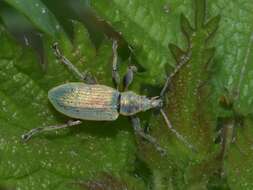 Plancia ëd Phyllobius (Metaphyllobius) pomaceus Gyllenhal 1834