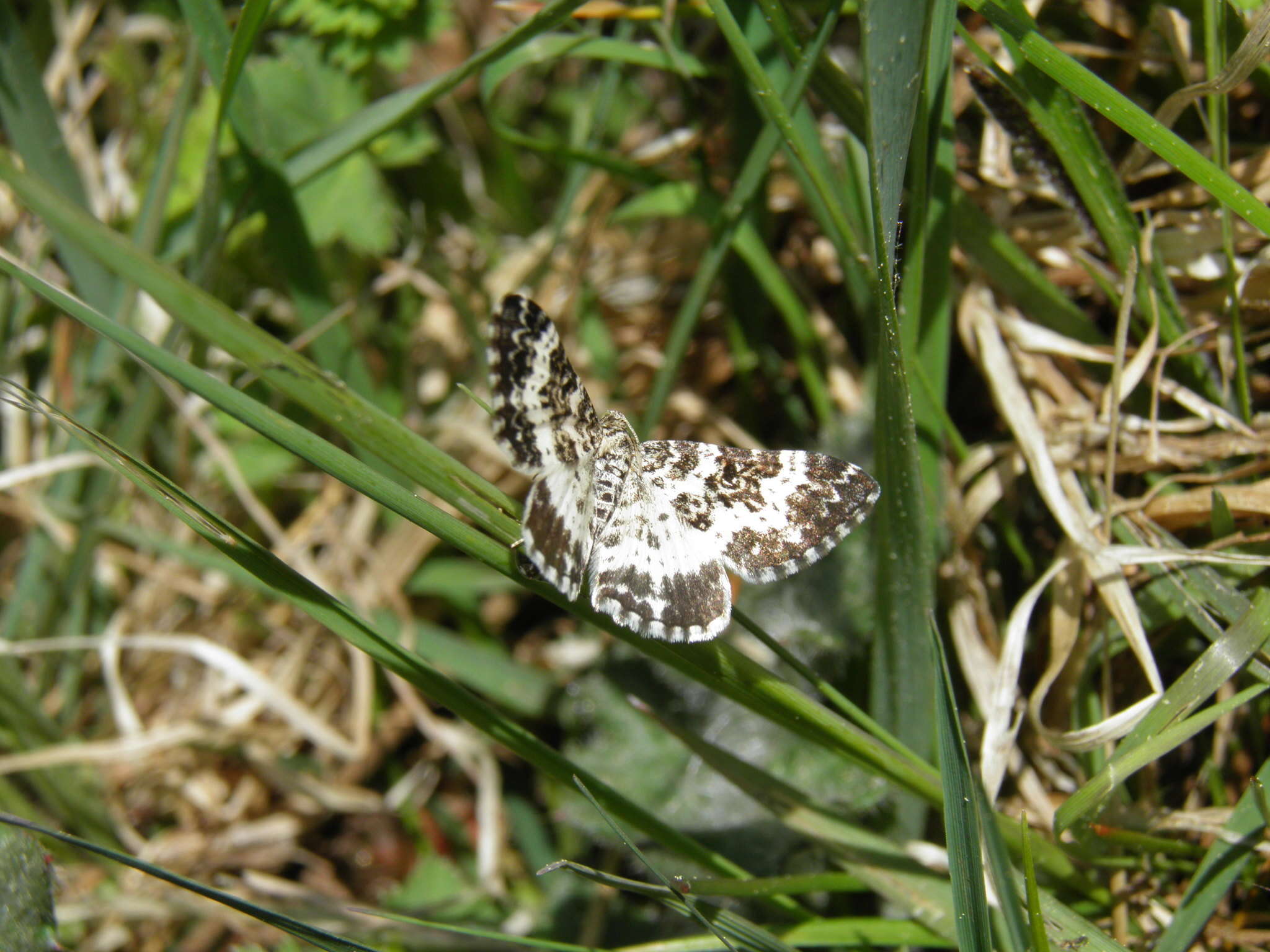 Image of small argent and sable