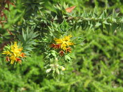 Image of Aspalathus cordata (L.) R. Dahlgren