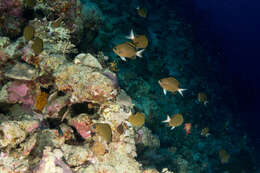 Image of Pemba chromis