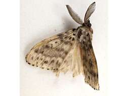 Image of Lymantria lunata Stoll 1781