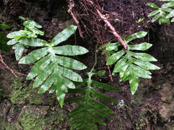 Plancia ëd Polypodium macaronesicum subsp. macaronesicum