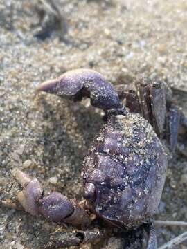 Image of heavy marsh crab