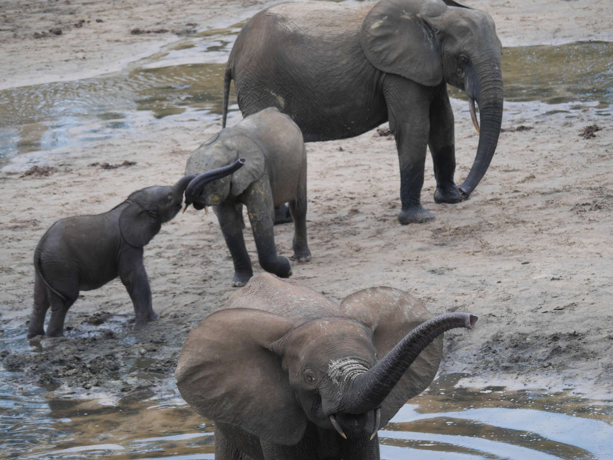 Image of African forest elephant