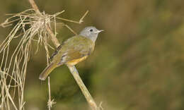 Imagem de Mionectes rufiventris Cabanis 1846