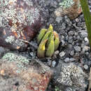 Слика од Haworthia chloracantha var. denticulifera (Poelln.) M. B. Bayer