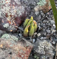 Image of Haworthia chloracantha var. denticulifera (Poelln.) M. B. Bayer