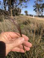 Image of Austrostipa platychaeta (Hughes) S. W. L. Jacobs & J. Everett