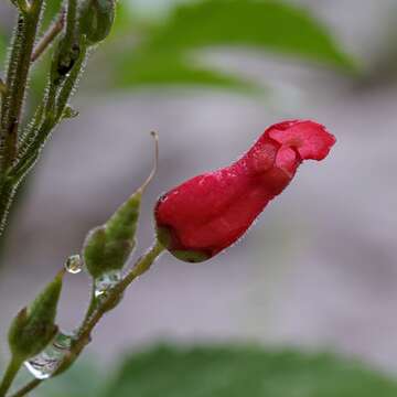 Image of New Mexico figwort