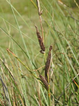 Image of Carex hispida Willd. ex Schkuhr