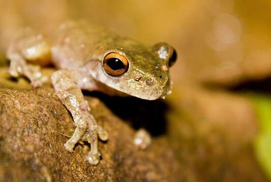 Image of Gloomy Mountain Stream Frog