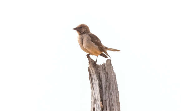 Image of Bush Petronia