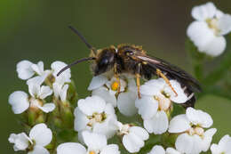 Image of Halictus maculatus Smith 1848