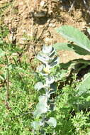 Image of Verbascum gnaphalodes Bieb.