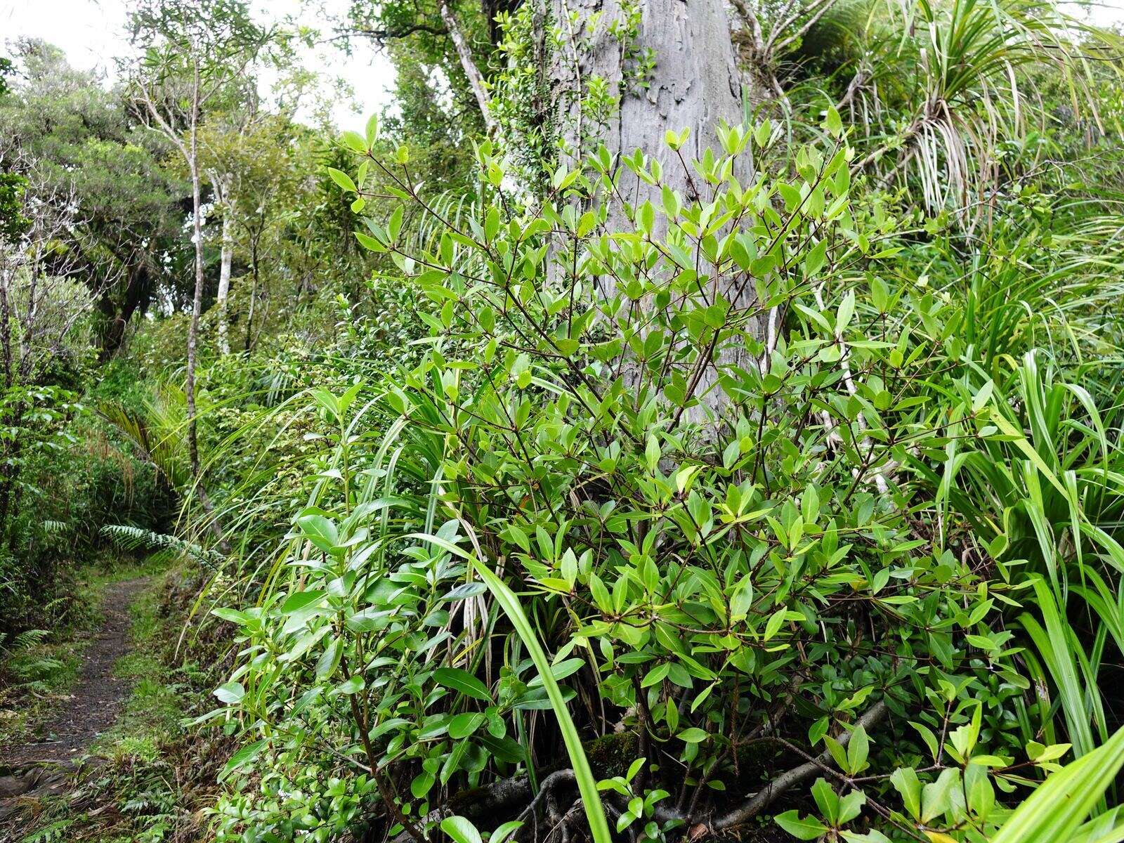 Sivun Pittosporum cornifolium A. Cunn. kuva