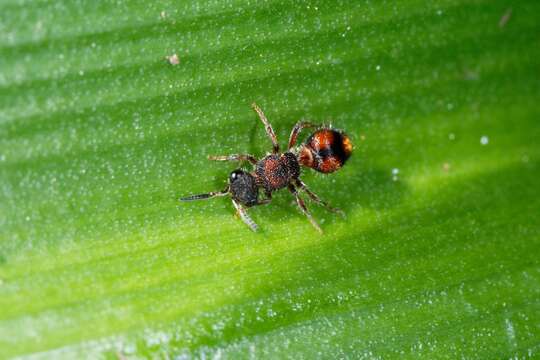 Image of Ephutomorpha bivulnerata (André 1901)