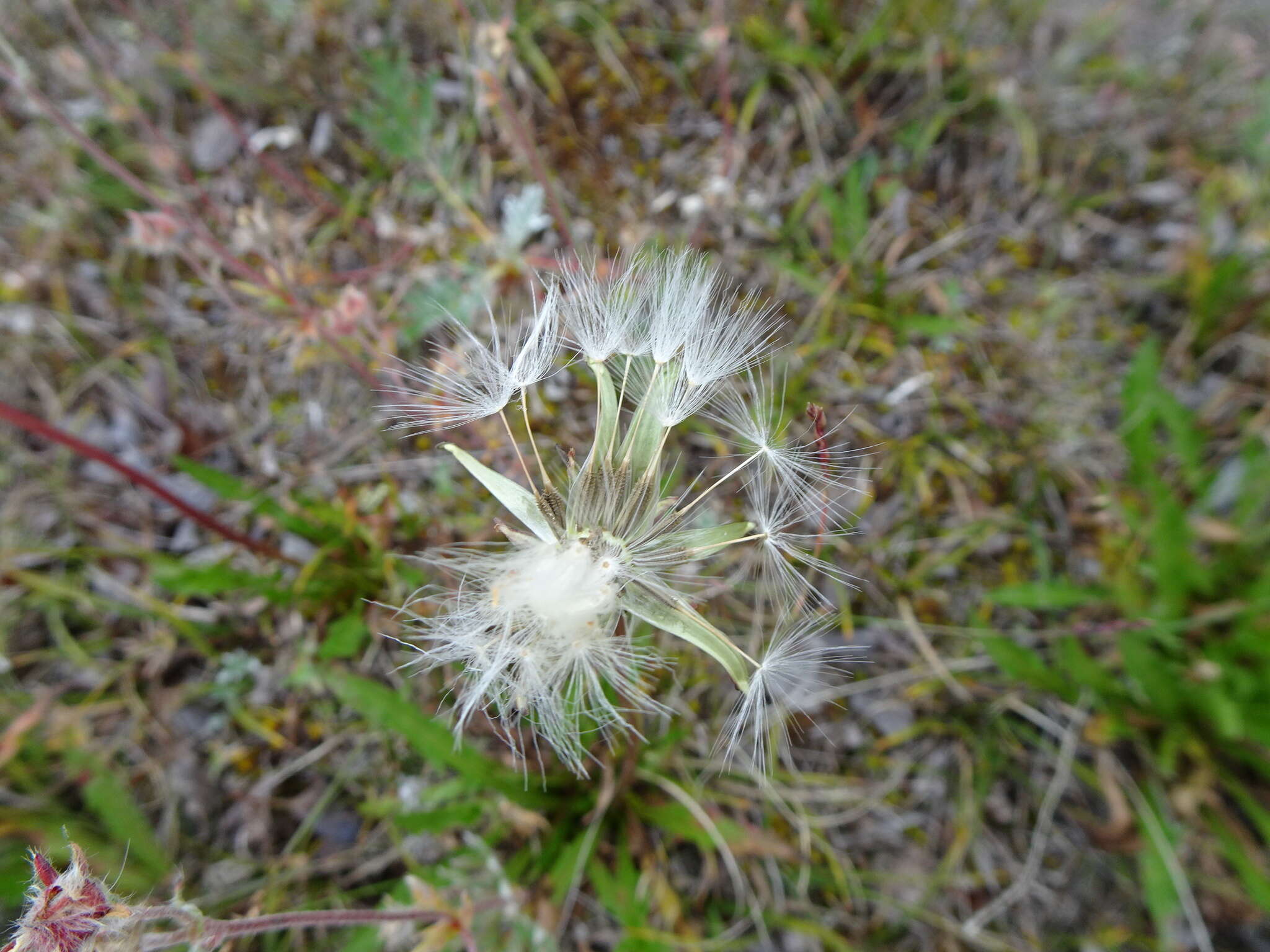 Image of Horned Dandelion