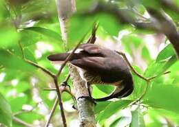 Image of Paradise Riflebird