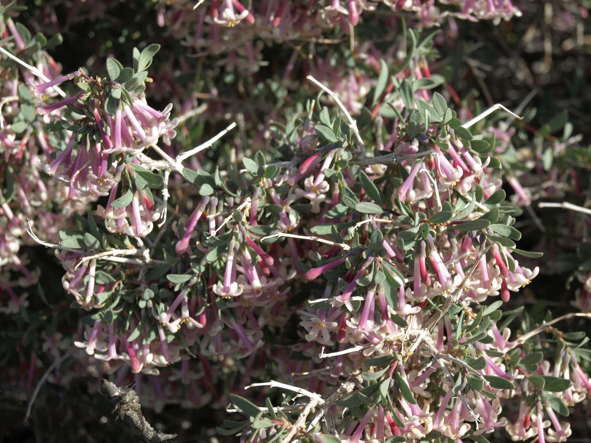 Image of desert snowberry