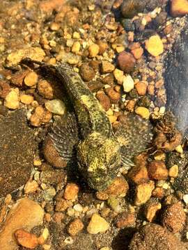 Image of Knobfin sculpin