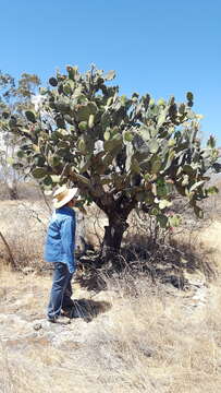 Image of Opuntia pilifera F. A. C. Weber